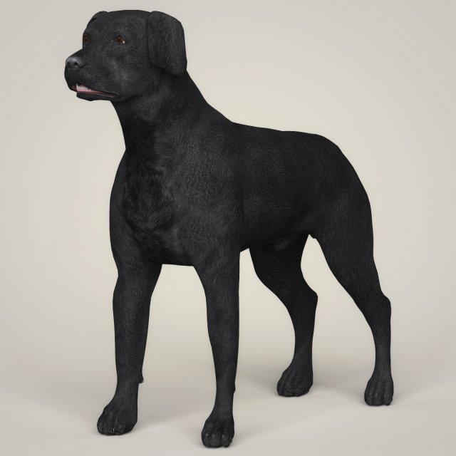 realistic black labrador dog Model 3D .c4d .max .obj .3ds .fbx .stl .blend 