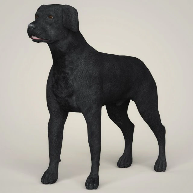realistic black labrador dog 3D Model .c4d .max .obj .3ds .fbx .stl .blend