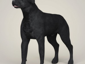 realistic black labrador dog 3D Model