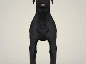 realistic black labrador dog 3D Model