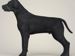 realistic black labrador dog Model 3D