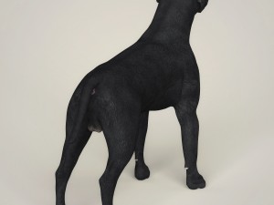realistic black labrador dog Model 3D