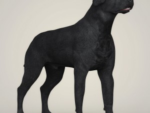 realistic black labrador dog Model 3D
