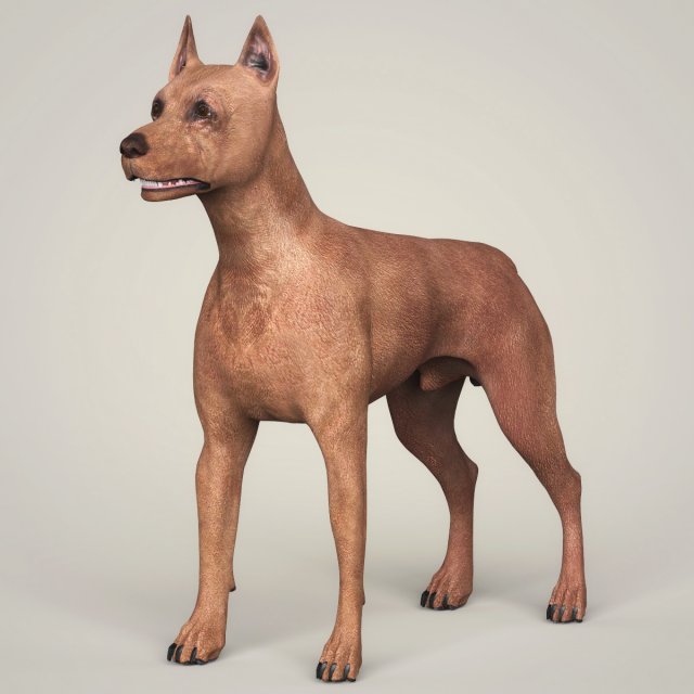 realistic miniature pinscher dog 3D Model .c4d .max .obj .3ds .fbx .stl .blend 