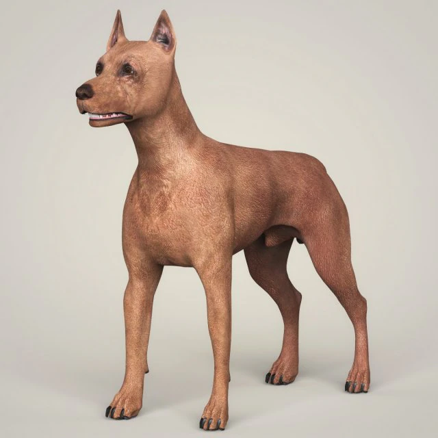 realistic miniature pinscher dog 3D Model .c4d .max .obj .3ds .fbx .stl .blend 