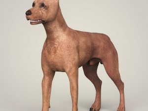 realistic miniature pinscher dog 3D Model