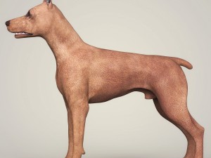 realistic miniature pinscher dog 3D Model