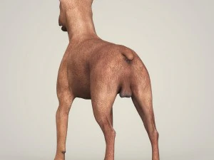 realistic miniature pinscher dog 3D Model