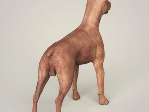 realistic miniature pinscher dog 3D Model