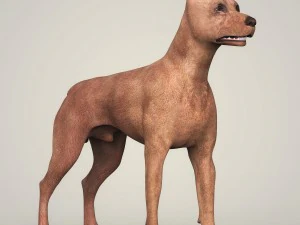 realistic miniature pinscher dog 3D Model