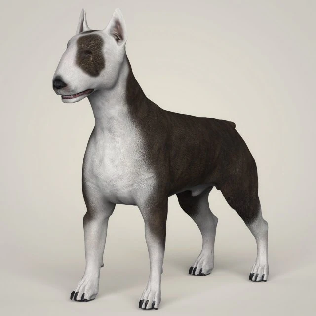 realistic bull terrier dog 3D Model .c4d .max .obj .3ds .fbx .stl .blend 