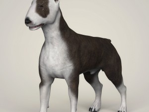 realistic bull terrier dog 3D Model
