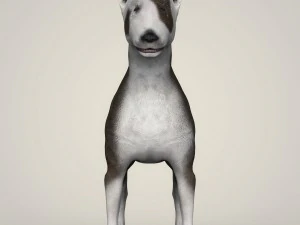 realistic bull terrier dog 3D Model