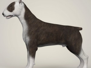 realistic bull terrier dog 3D Model