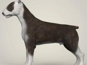 realistic bull terrier dog 3D Model