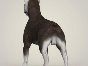 realistic bull terrier dog 3D Model