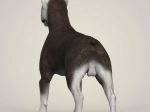 realistic bull terrier dog 3D Model