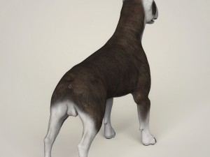 realistic bull terrier dog 3D Model