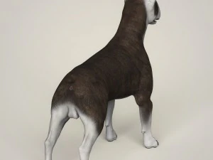 realistic bull terrier dog 3D Model