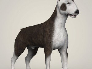 realistic bull terrier dog 3D Model