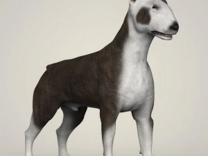 realistic bull terrier dog 3D Model