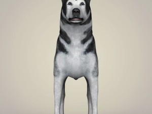 realistic alaskan malamute dog Model 3D
