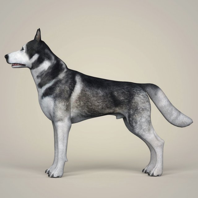 Alaskan Malamute Great Dane Mix suturasonline .br
