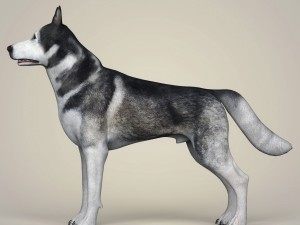 realistic alaskan malamute dog Model 3D