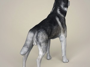 realistic alaskan malamute dog Model 3D