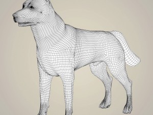 realistic alaskan malamute dog Model 3D