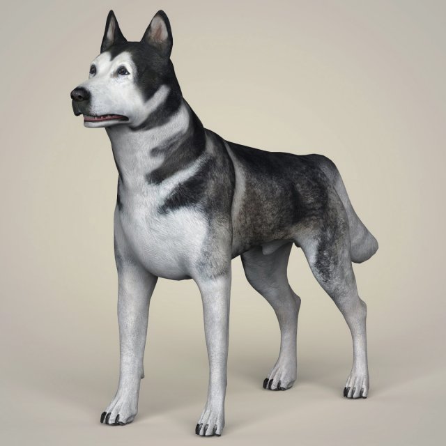 realistic alaskan malamute dog Model 3D .c4d .max .obj .3ds .fbx .stl .blend 