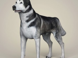 realistic alaskan malamute dog 3D Model