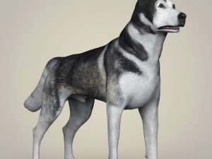 realistic alaskan malamute dog Model 3D