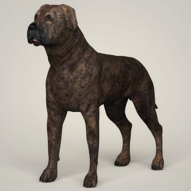 realistic mastiff dog Modelo 3D .c4d .max .obj .3ds .fbx .stl .blend 