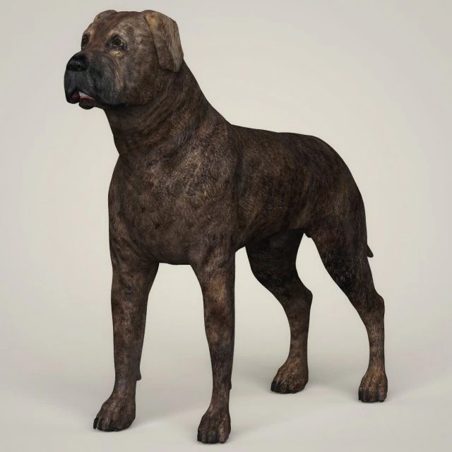 realistic mastiff dog 3D Model .c4d .max .obj .3ds .fbx .stl .blend 