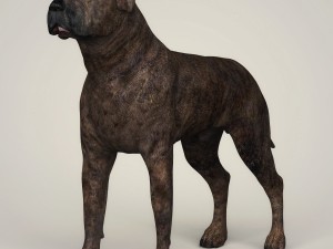 realistic mastiff dog 3D Model