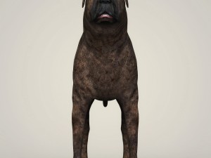 realistic mastiff dog Modelo 3D