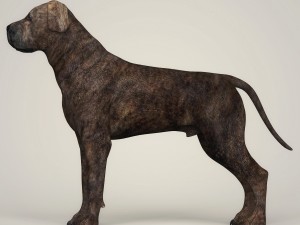 realistic mastiff dog Modelo 3D