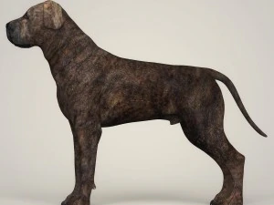 realistic mastiff dog 3D Model