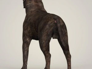 realistic mastiff dog 3D Model
