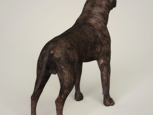 realistic mastiff dog Modelo 3D