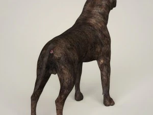 realistic mastiff dog 3D Model
