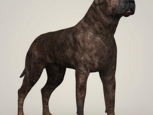 realistic mastiff dog Modelo 3D