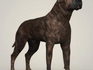 realistic mastiff dog 3D Model