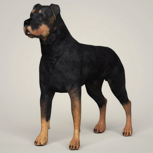 realistic rottweiler dog 3D Model .c4d .max .obj .3ds .fbx .stl .blend 