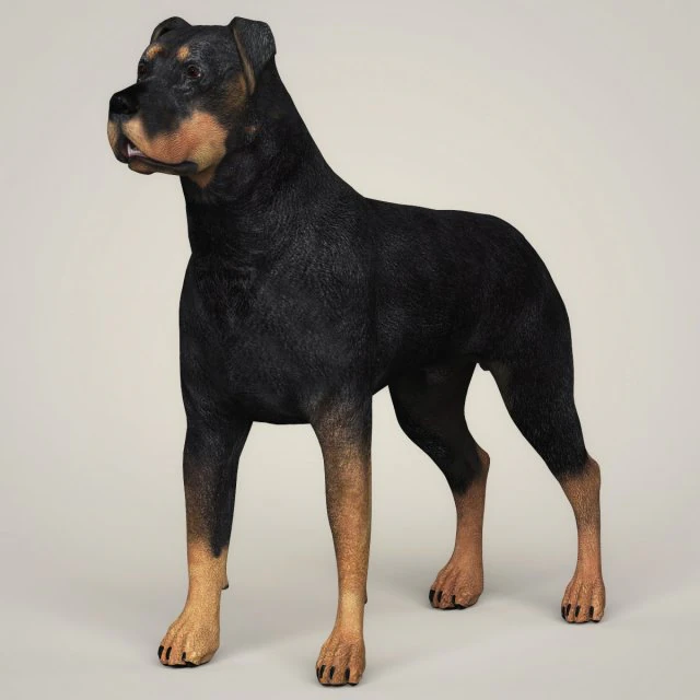 realistic rottweiler dog 3D Model .c4d .max .obj .3ds .fbx .stl .blend