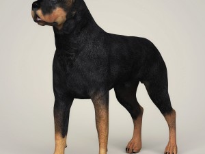realistic rottweiler dog 3D Model