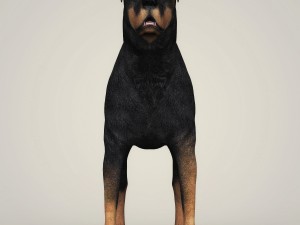 realistic rottweiler dog 3D Model