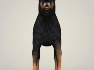 realistic rottweiler dog 3D Model