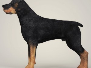 realistic rottweiler dog 3D Model